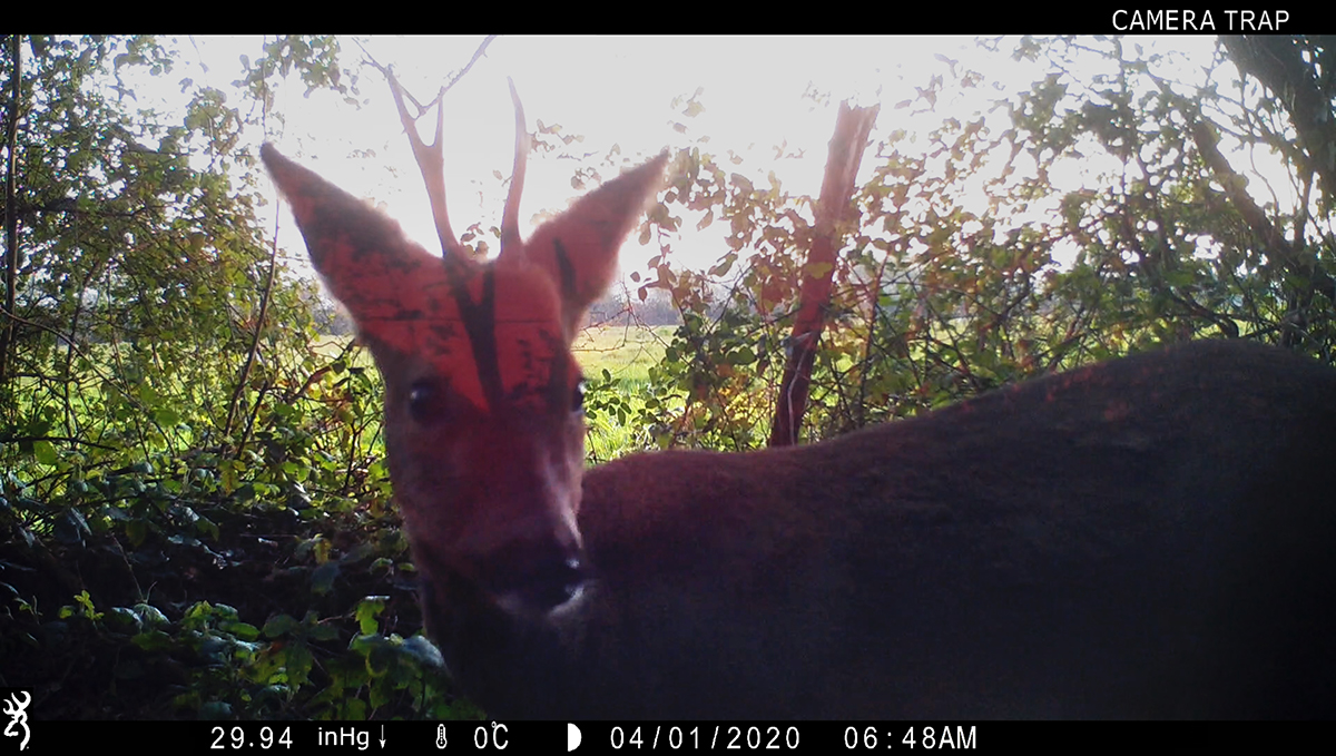 A fawn in front of bushes near a farmer's field appears to gaze into the viewfinder of a camera.